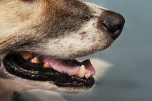 Dog Bite Lawyer in Louisville