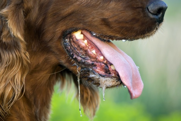 rabies disease in dogs